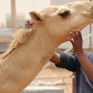 سعوديون يقبلون جمالهم تحدياً بالتحذير من خطر كورونا