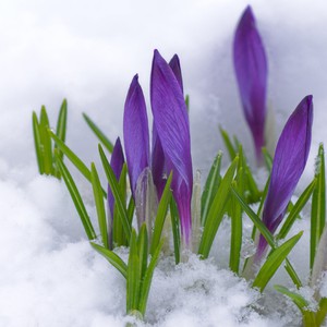 فبراير/ شباط الماضي سجل رقما قياسيا في ارتفاع درجات الحرارة