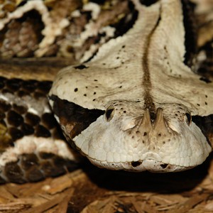 السعودية | ماهي أفعى الغابون التي حذر منها المسند؟ وأين تتواجد في السعودية؟ 