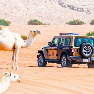 ضبط 73 مخالفًا لنظام البيئة لارتكابهم مخالفات رعي في محميتين