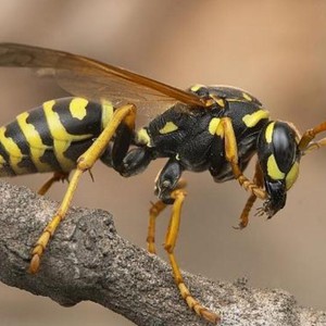 سرب من الدبابير يقتل رئيسة بلدية في كندا