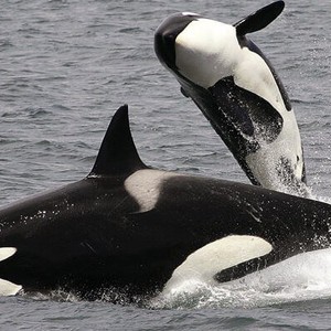 بالفيديو | ظهور نادر وغير اعتيادي للحوت القاتل "Killer Whaler"  قبالة سواحل أبوظبي