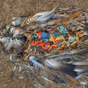 كم أنت قاسي أيها الإنسان ..شاهد أين تنتهي القُمامة البلاستيكية التي ترميها