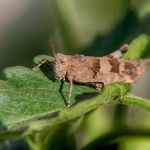 الإثنين 26/4/2021 | تقرير وزارة الزراعة الأردنية اليومي لحالة الجراد في المملكة