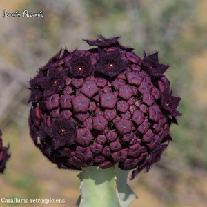 المسند يحذر: مظهره جميل لكنه يقتل الإنسان والحيوان