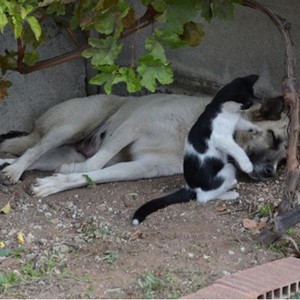 صدق أولا تصدق .. كلبة تحتضن وتُرضع قطتين في تركيا