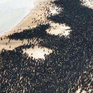 طائر الغاق السقطري المهدد بالانقراض .. حقائق ومعلومات