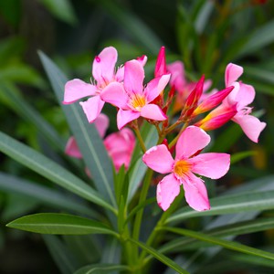 أخطر 5 نباتات سامة في الأردن بعضها قادر على قتل طفل خلال ساعات