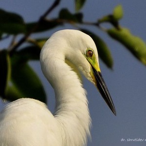 مالك الحزين .. من أكثر الطيور جمالا وشداً للإنتباه 