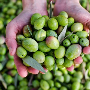 هل تتراجع مصر عن مركزها الأول عالميا في إنتاج الزيتون بعد خسائر تتجاوز ال50% لهذا الموسم