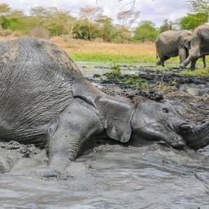 بالصور.. صغار الفيلة تلهو في برك الطين