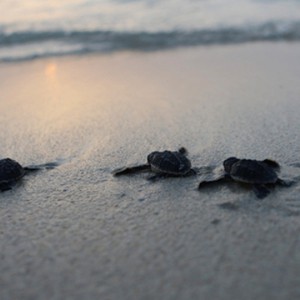 دبي.. إطلاق مجموعة من الســــــلاحف المهددة بالانقراض إلى البحر