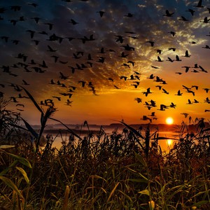 500 مليون طائر مهاجر يعبر سماء السعودية كل عام