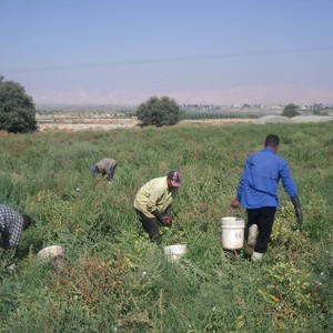 إعلان حالة الطوارئ بالأغوار بسبب ارتفاع درجات الحرارة