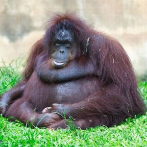 بالصور : مجموعة حيوانات أصابتها السمنة  ! 