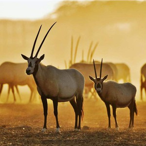 بالصور | إطلاق 40 حيوان نادر مهدد بالانقراض بمحمية الملك خالد الملكية في السعودية