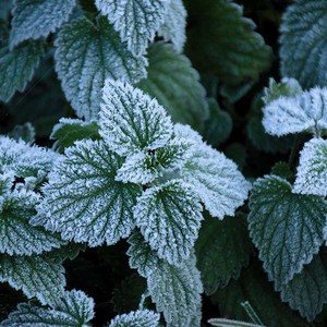 السعودية | طقس شديد البرودة ليلاً وفرصة لتشكل الصقيع في العديد من المناطق