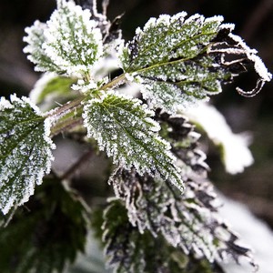 اجواء شتوية على الجوف والمنطقة الحدودية الشمالية ، ودون الصفر المئوي في بعض المناطق