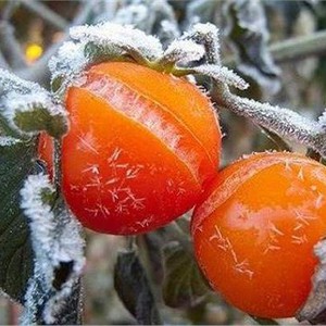 ما هو تأثير درجات الحرارة المُنخفضة واحتمالية تشكل الصقيع على المزروعات في أواخر نيسان؟