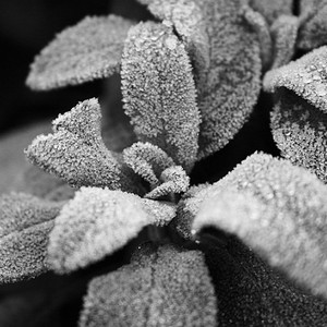 مخاوف من تشكل الصقيع: ليالٍ شتوية باردة بانتظار المملكة الأسبوع الحالي