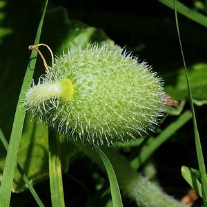 ماهي نبتة قثاء الحمار التي تسببت بتسمم 4 أطفال في مأدبا؟