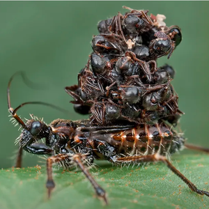 الحشرة السفاحة | خُلفت لتقتل ..ترتكب المجازر و تتجول حاملة ضحاياها على ظهرها لترعب الأعداء