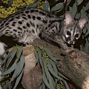 بعد ظهوره النادر في عسير .. معلومات ننشرها لأول مرة عن حيوان "الزريقاء" المهدد بالإنقراض