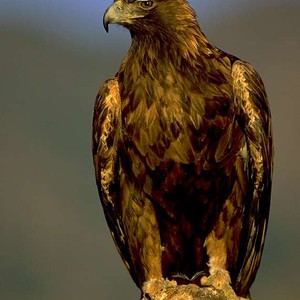 بالصور : 10 حيوانات اختارت السعودية موطناً طبيعياً لها