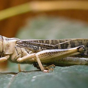 بعد وصول أسراب الجراد إلى المدورة .. كيف يتحكم الطقس بنمو وحركة الجراد ؟ 