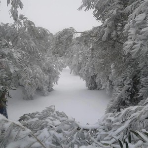 27-12-2006 يومٌ لن ينسى في ذاكرة الجنوب