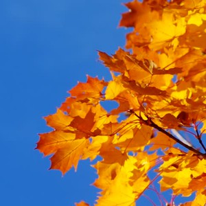 الثلاثاء .. طقس خريفي لطيف نهاراَ و بارد نسبياَ ليلاَ و تناقص السحب تدريجياَ