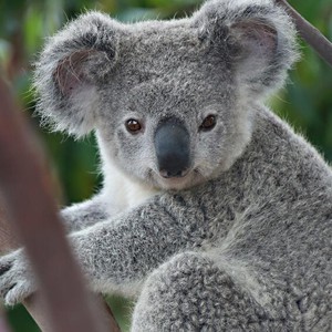 بسبب تغير المناخ.. أميركا تسمح بنقل الحيوانات والنباتات المهددة بالانقراض 