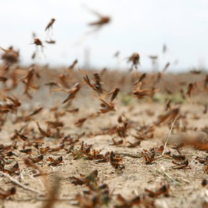 حدث اليوم | أسراب من الجراد تنتشر في محافظة الرس في السعودية (بالفيديو)