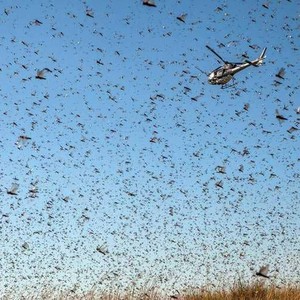 الزراعة تتخذ إجراءات احترازية لمواجهة الجراد