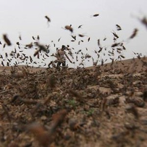 بدءا من الليلة .. رياح شمالية غربية أكثر برودة تنهي خطر الجراد في المملكة