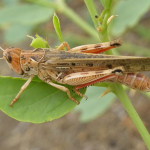 هل يُنجي الطقس الأردن من غزو الجراد؟