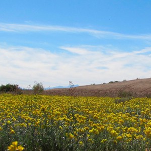 طقس حار الجمعة... يتبعه انخفاض كبير على الحرارة السبت والأحد