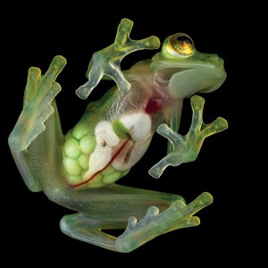 ضفدع يدهش العالم بشفافيته العالية وعلماء يكشفون السر