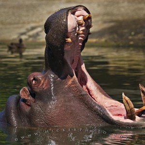  الحيوانات الـ 5 التي يُمكنها تهشيم جمجمة بشرية بعضة واحدة 