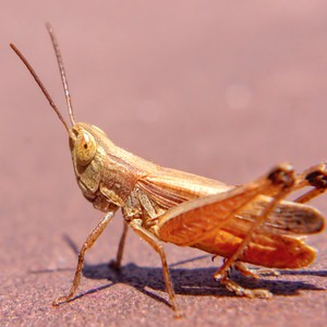 الأردن : قائمة بأسماء المحافظات التي ما تزال تتواجد فيها اسراب الجراد