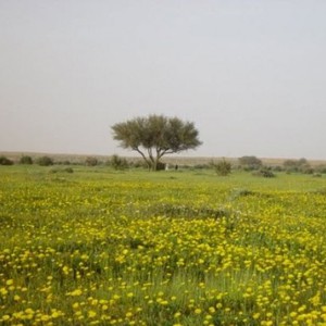 ١٤٤٣ بداية الوسم التقويم الهجري