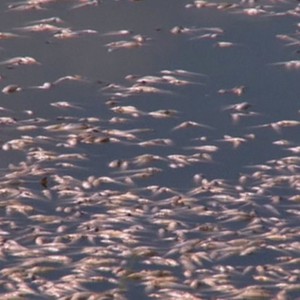 40 طنا من السمك الميت يطوف على سطح بحيرة كاهيتيتلان في المكسيك