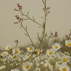 الجمعة.. انحسار تدريجي للأحوال الجوية الخماسينية مع ساعات النهار