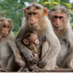 سلالة جديدة من إيبولا تظهر لدى عائلة قرود في الفلبين 