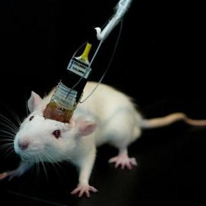 أمريكا: علاج جيني يشفي فأرا من الصمم