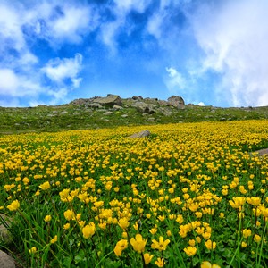 سعد الخبايا في الموروث الجمعي بالمشرق العربي