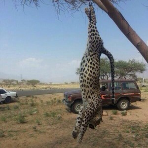 بالصور : قتل نمر عربي نادر و مُهدد بالانقراض على طريق مكّة الطائف