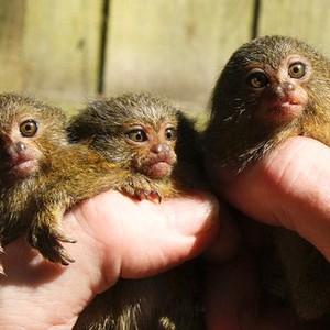 قرد الإبهام.. معلومات قد تدهشك