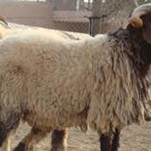 ما هي الأضحية وما شروطها؟