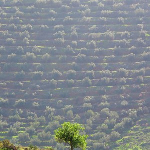 الاثنين... أجواء مستقرة وربيعية في أغلب المناطق باستثناءأقصى جنوب وشرق المملكة